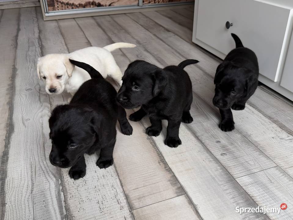 Szczeniaki Labrador Retriever czarne i biszkoptowe. Badania Genetyczne!