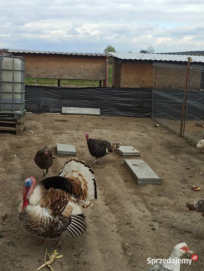 Jaja lęgowe indycze Krupe