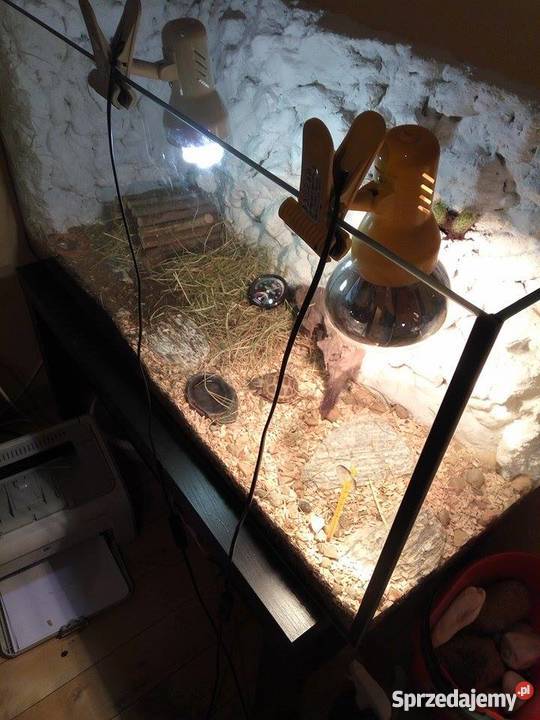 Żółw Stepowy akwarium całe wyposażenie Ostrowiec Świętokrzyski