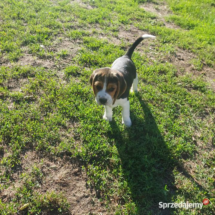 Szczeniaki beagle tricolor Beagle