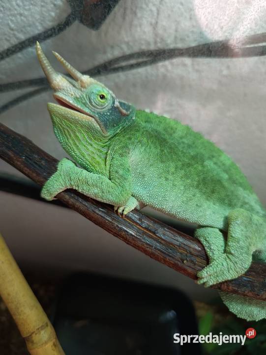 Kameleon Jacsoni samiec Jawor