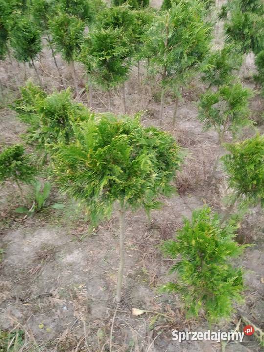 Tuja Zebrina formowana kula na pniu Wawrzeńczyce