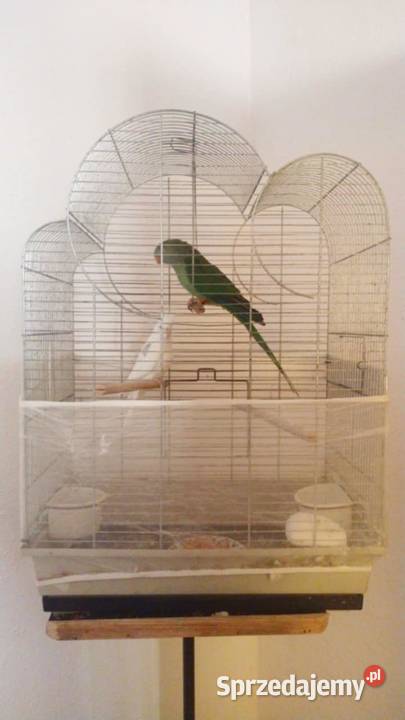 Papuga nimfa i barabanda Grudziądz