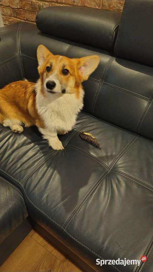 Welsh Corgi Pembroke FCI śląskie