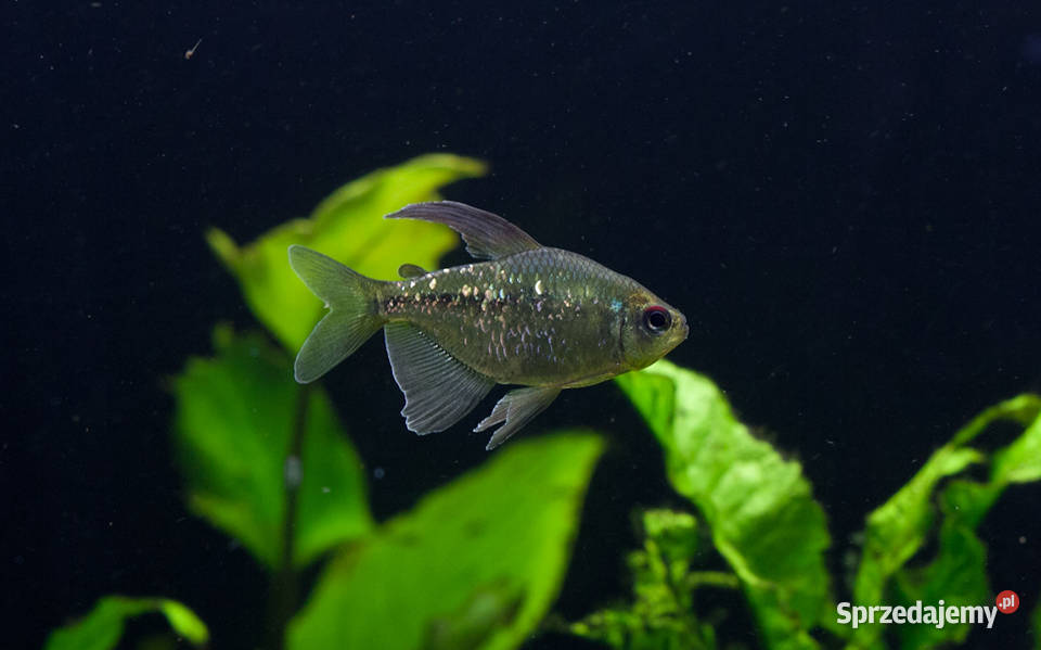 Błyszczyk brylantowy Moenkhausia pittieri Gdańsk sprzedam