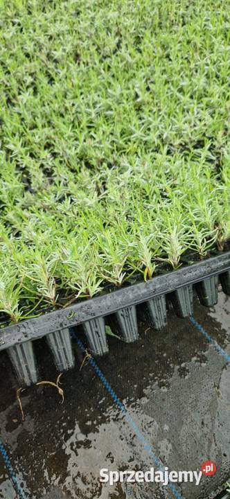 Sadzonki lawendy hidcote hurt