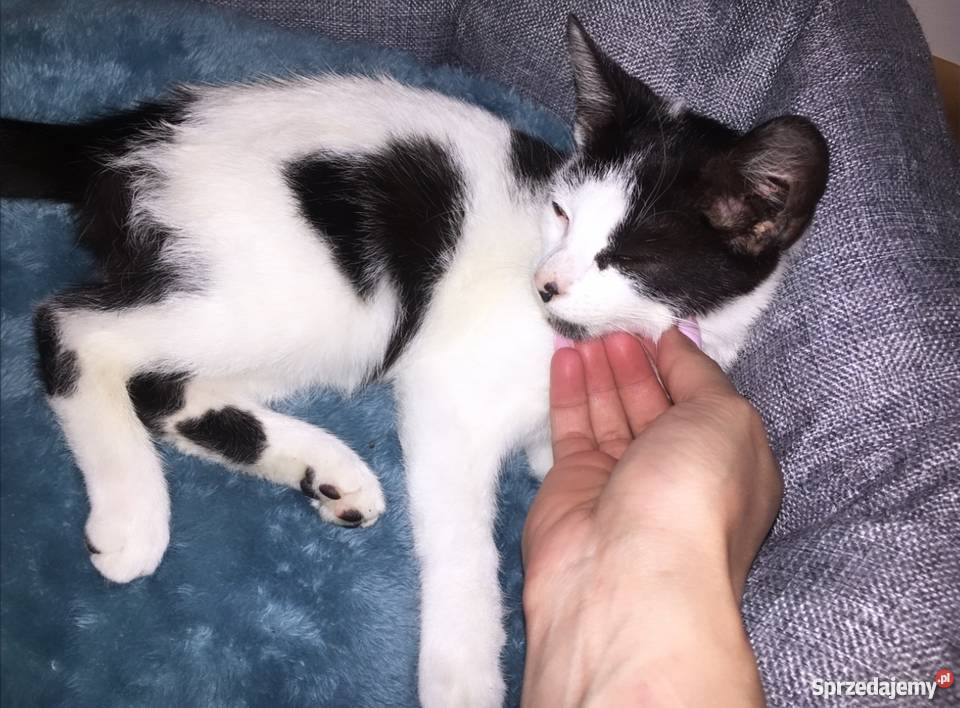 Kotek w kropki w ręce Płock