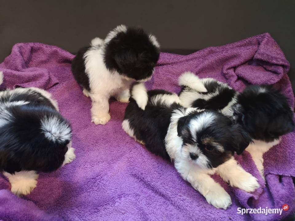 SUCZKI PIESKI Shih tzu szczenięta Hodowla domowa Szczecinek