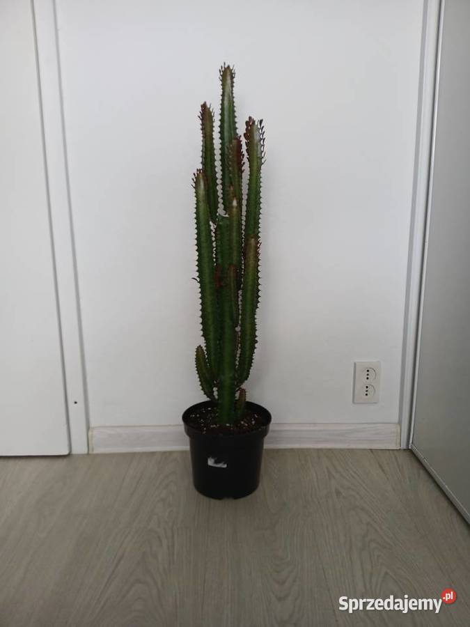 Euphorbia Trigona Rubra 84 wilczomlecz bordowy Częstochowa