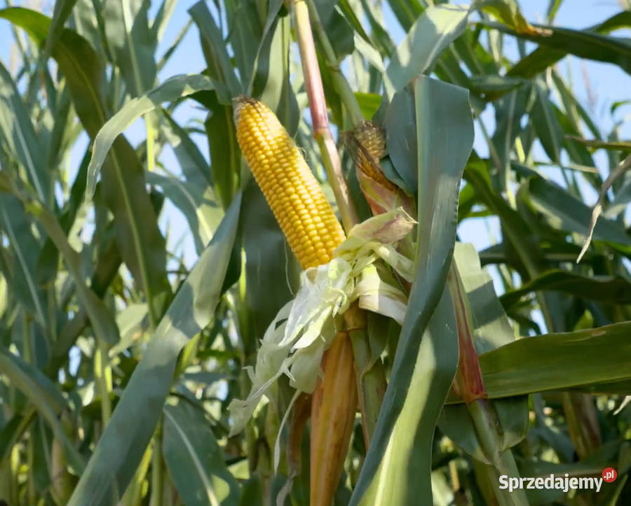 Materiał siewny kukurydza Hulk FAO 250 na Międzychód