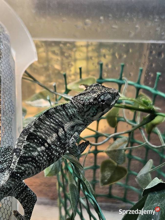 Kameleon lamparci Nosy Be True Blue Furcifer