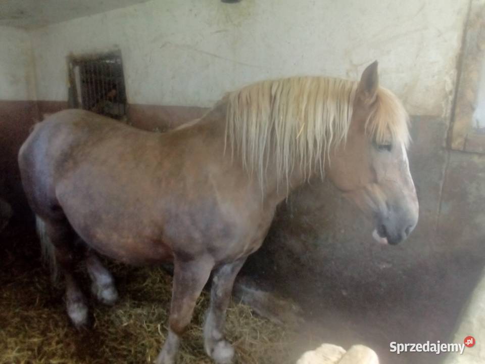 Klacz zimnokrwista wysokoźrebna Piórków sprzedam
