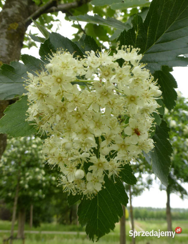 JARZĄB SZWEDZKI Sorbus intermedia NASIONA 500 kujawsko-pomorskie sprzedam
