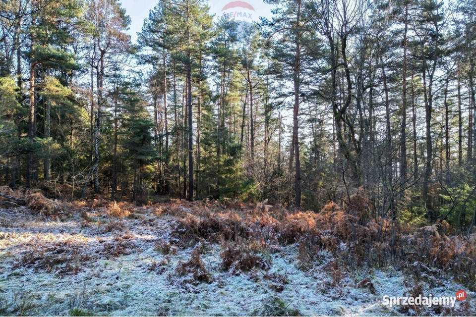 DZIAŁKA LEŚNA GRATKA INWESTORA leśna Tresna