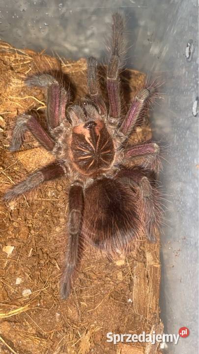 hodowla ptaszników Zwierzęta Kraków