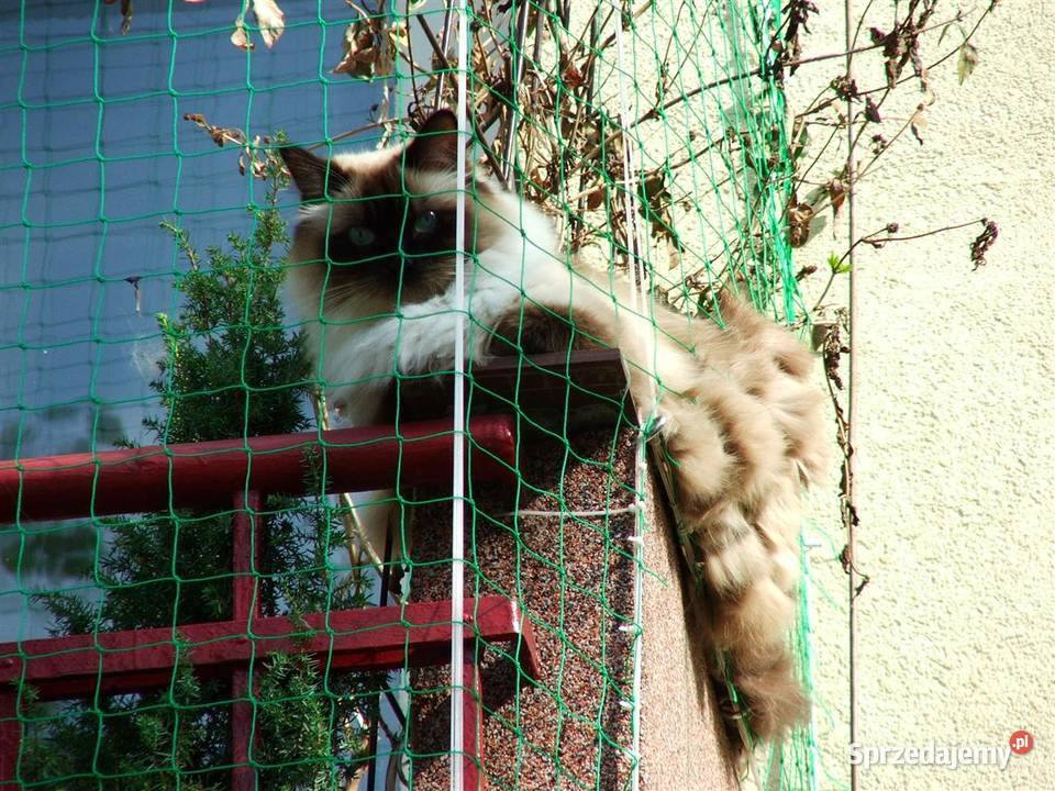 Siatka Kota na Balkon Drzwi i Okna montaż Łódź