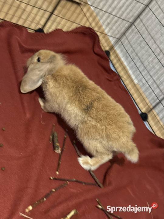 Sprzedam królika baranka Bytom