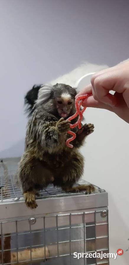 Marmozeta białoucha Kielce