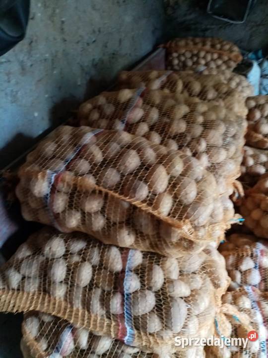 Ziemniaki paszowe odpad odsort Produkcja roślinna świętokrzyskie