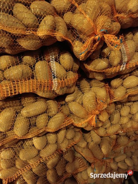 Ziemniaki jadalne Soraya Melody łódzkie Kraszyn
