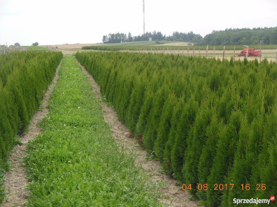 Tuja szmaragd 150 160 2018r Bychawa