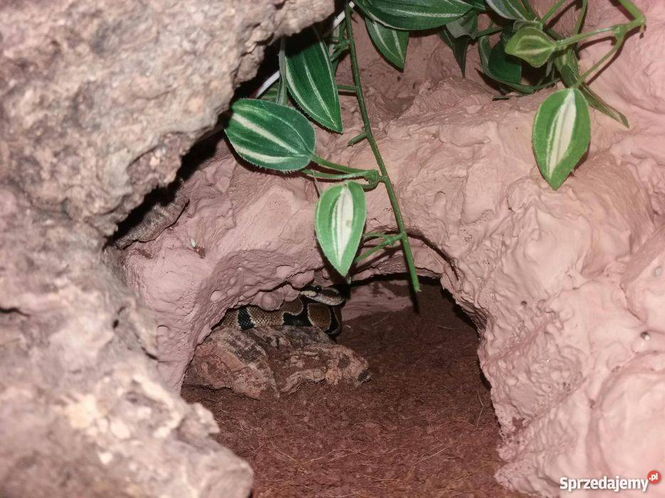 Pyton Krolewski regius profesionalne terrarium wielkopolskie Gniezno