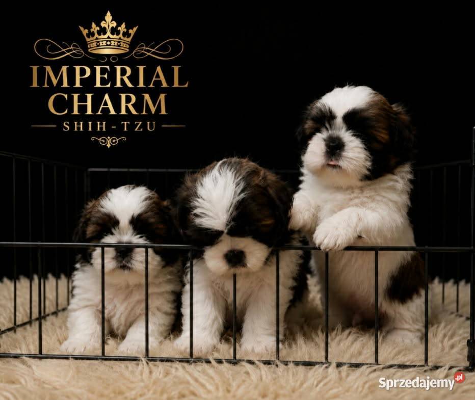 Shihtzu