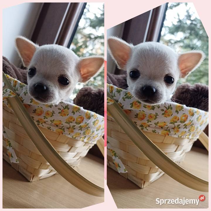 Mini Suczka kremowo biała chihuahua krótkowłosa Bełchatów