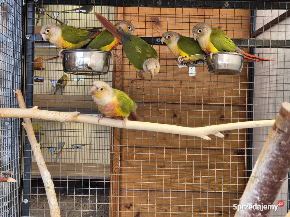 Rudosterka zielonolica Rudosterki zielonolice małopolskie Buków