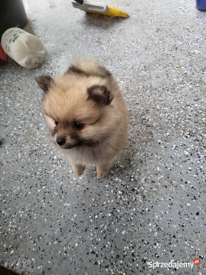 Szpic miniaturowy pomeranian dziewczynka Piaseczno