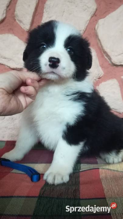 Border collie fci Krotoszyn sprzedam