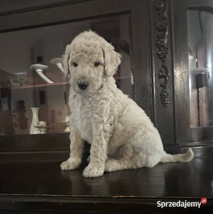 SZCZENIĘTA PUDEL KRÓLEWSKI CZRNE I ZŁOTE śląskie Częstochowa