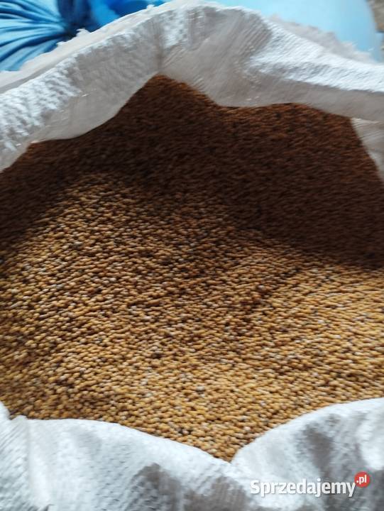 Sprzedam gorczyce Nieczulice