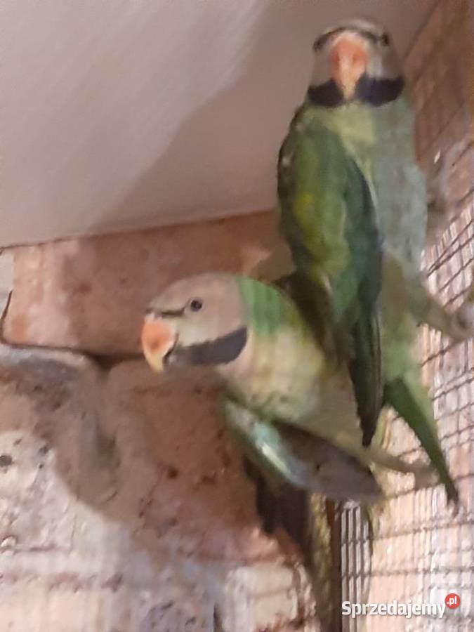 Aleksandrety różowopierśne i obrożne Czerwionka-Leszczyny