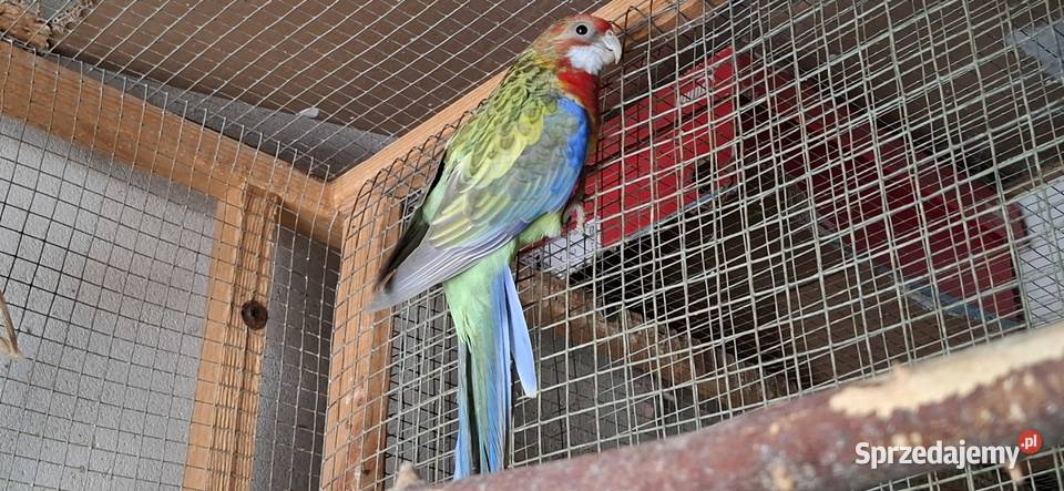 Rozella Białolica 2025 Częstochowa