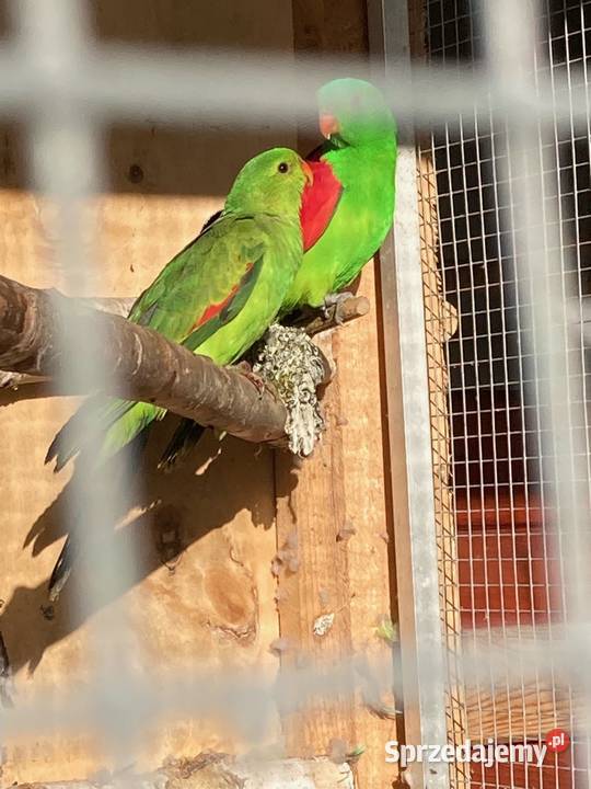 Krasnopiórki czerwonoskrzydłe rudosterki nimfy Szaflary