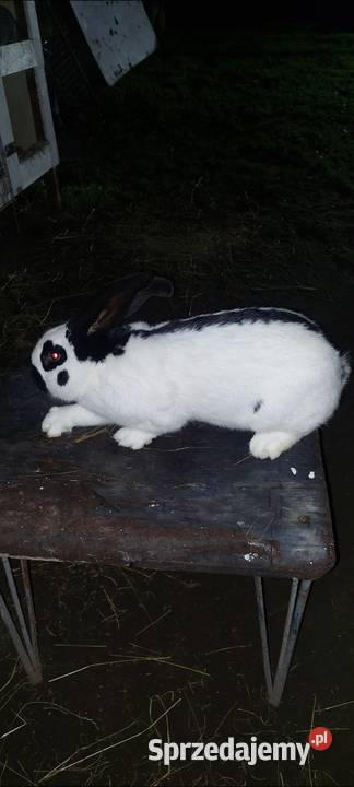 Sprzedam samca srokacz niemiecki Skarszewy