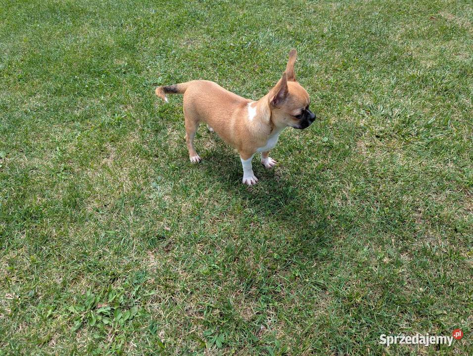 Chihuahua malutki wyjątkowy xxs Chihuahua Radomsko