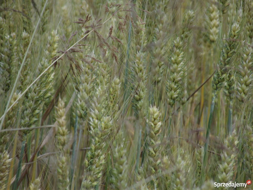 Pszenica Ostroga centrali Masłów Drugi sprzedam