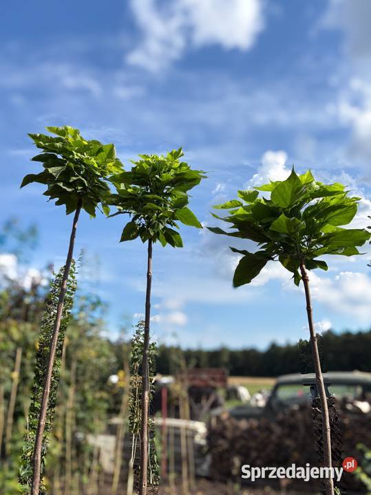 Katalpa Nana Catalpa Surmia bignoniowa