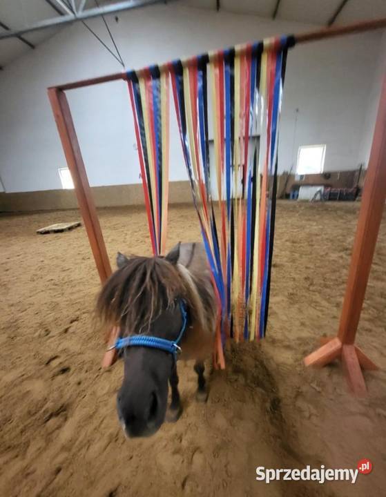 Przeszkody Horse Agility Biskupice