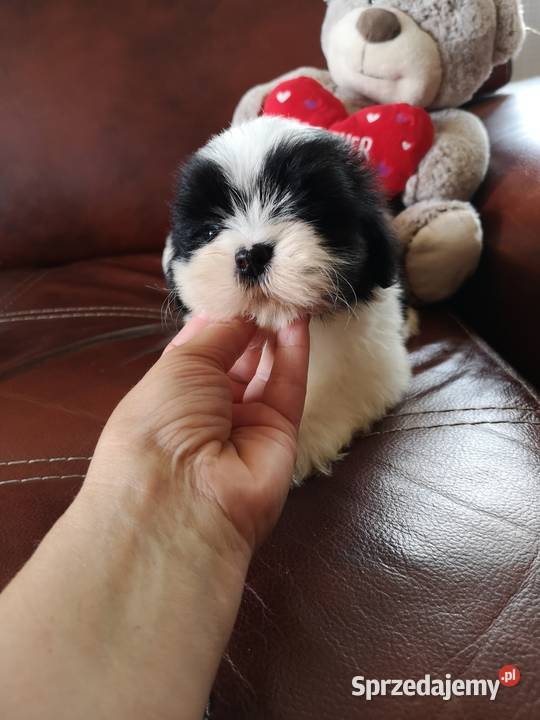 SHIH TZU piękne malutkie szczenięta Tricolor Zwierzęta zachodniopomorskie Szczecinek