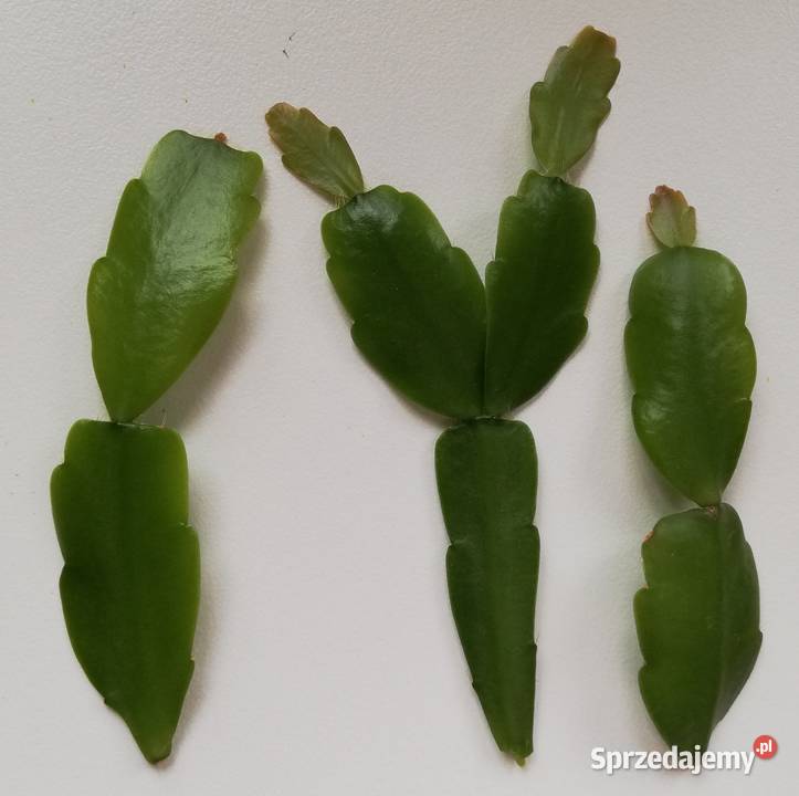 grudnik stara odmiana Schlumbergera szczepki