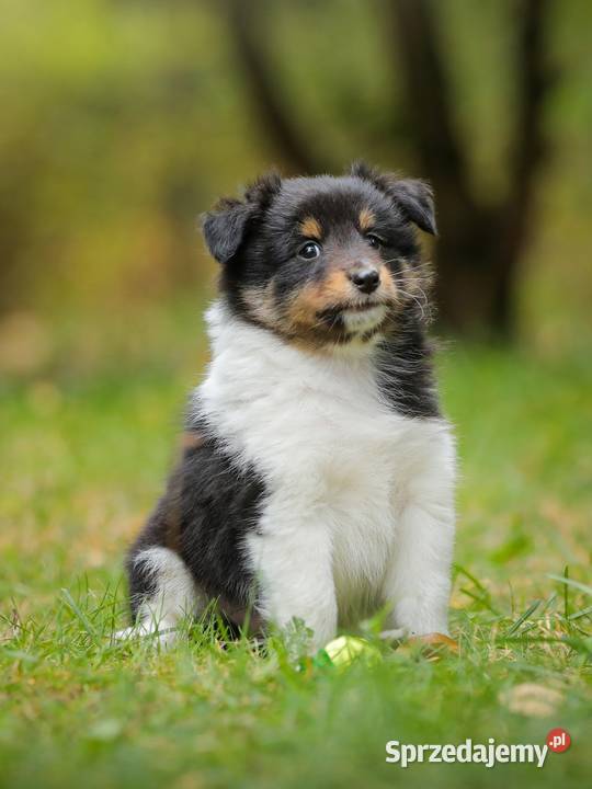 Owczarek szetlandzki sheltie nie border collie Halinów sprzedam