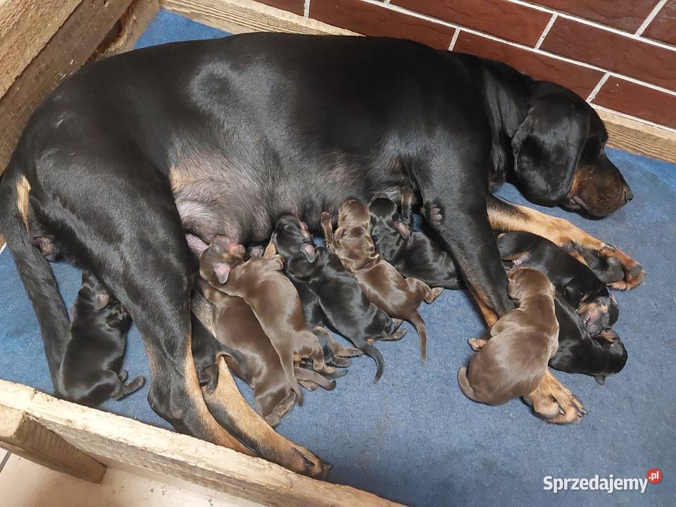 Gończy polski szczeniaczki Pozostałe