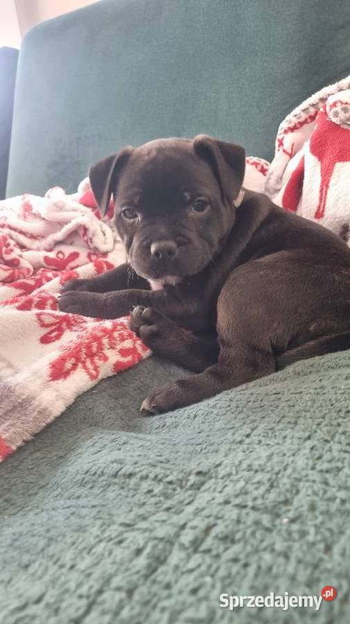 Staffordshire Bull Terrier Stafik Staffik śląskie Zabrze