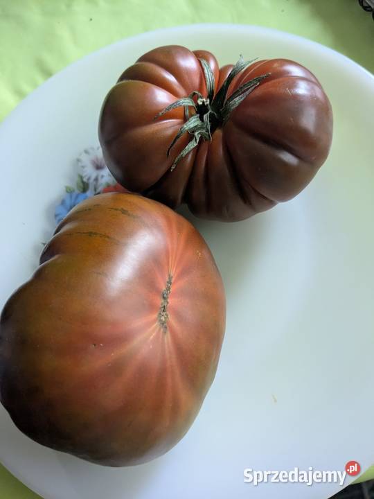 Combomar Pomidor doskonały kolekcja nasion