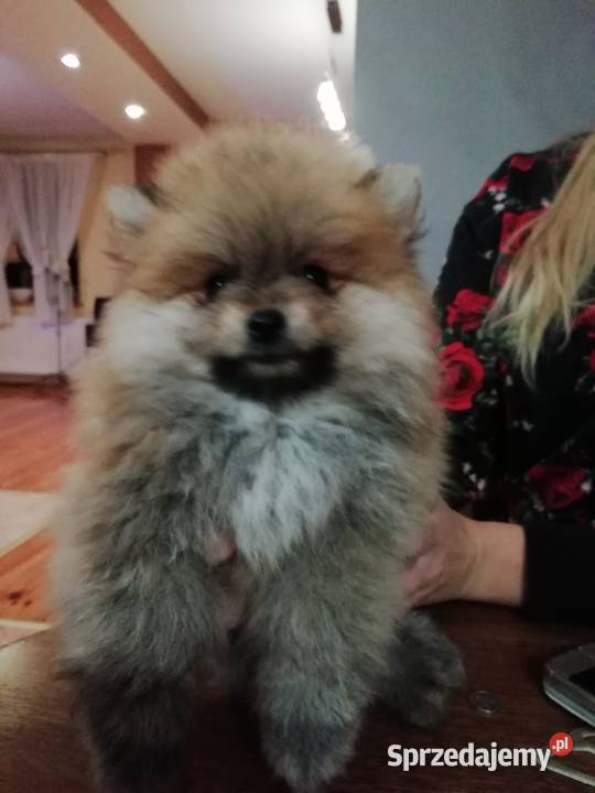Szpi miniaturowy Pomeranian dolnośląskie Syców