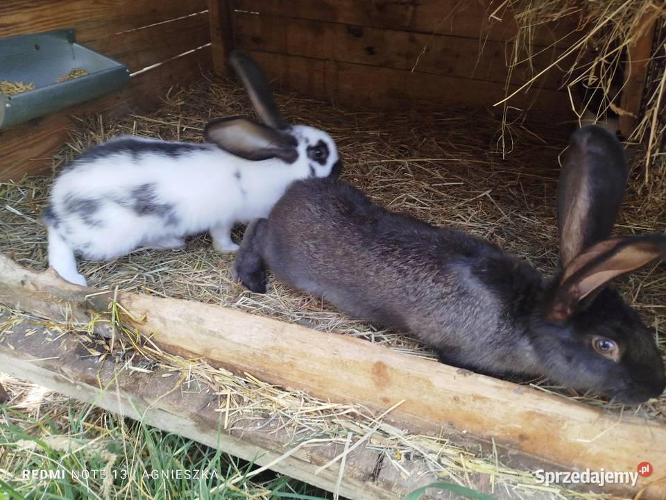 Króliki rasowe i mieszańce Hyżne