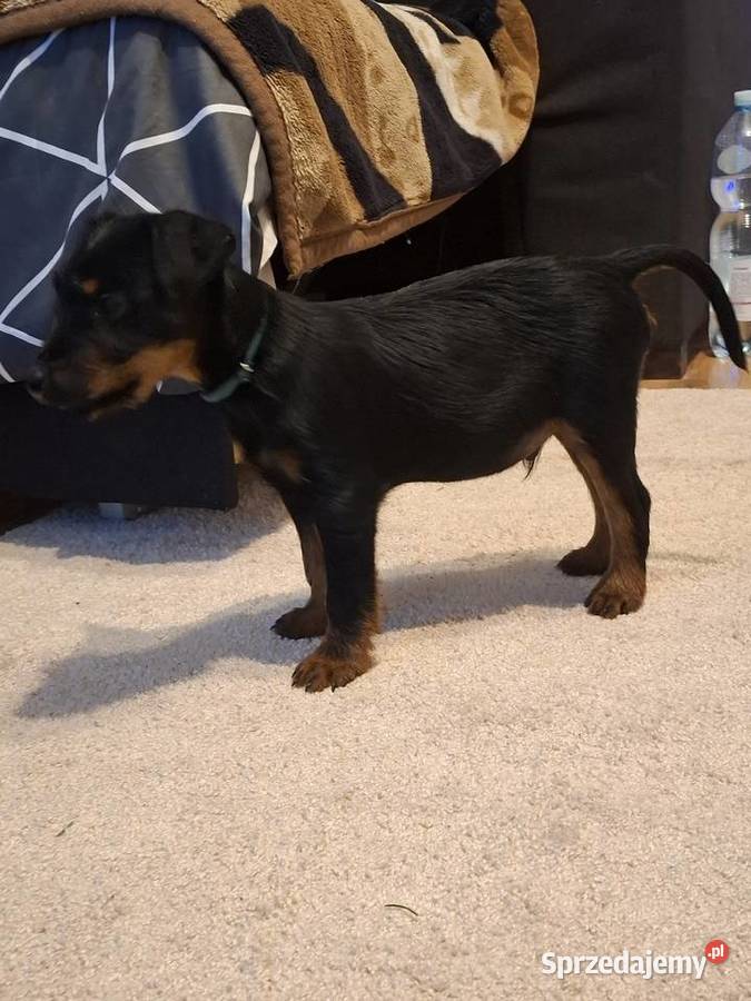 Terier Niemiecki Piesek Pozostałe Pozostałe Kosin